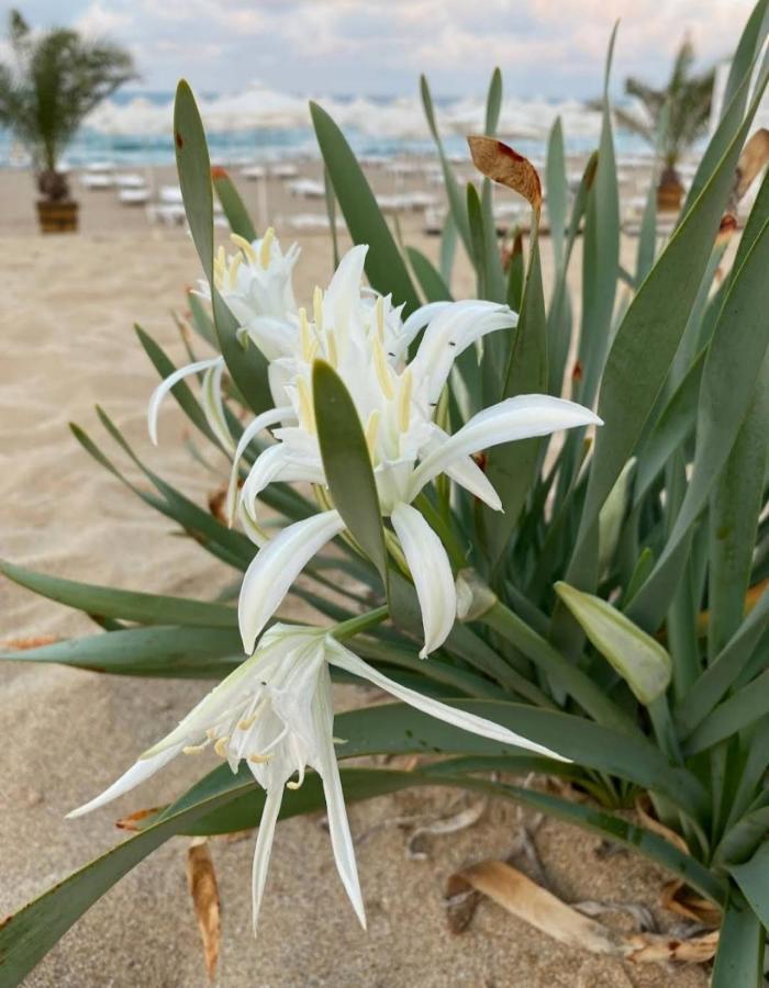 Апартамент В Green Life Beach Resort Sozopol Zewnętrze zdjęcie